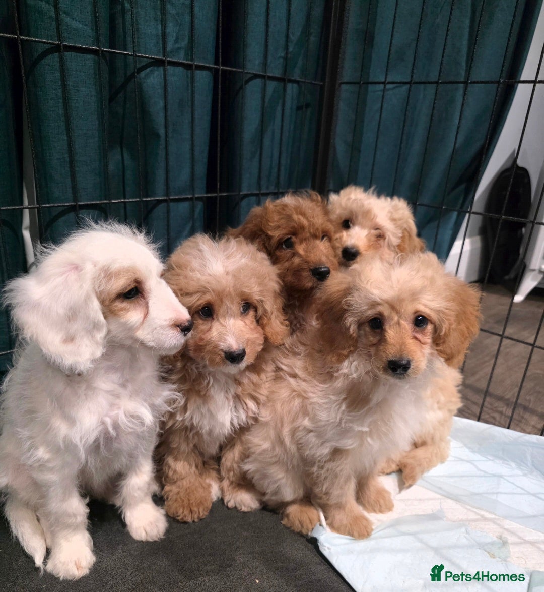 Cockapoo dogs Adorable cockapoo pups ready to go 🐾🐶 - Advert 9