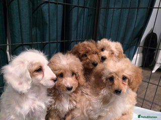 Cockapoo dogs Adorable cockapoo pups ready to go 🐾🐶 - Advert 9