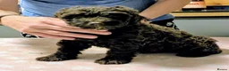 Spanish Water Dog dogs for sale: Spanish water dog  - Advert 36