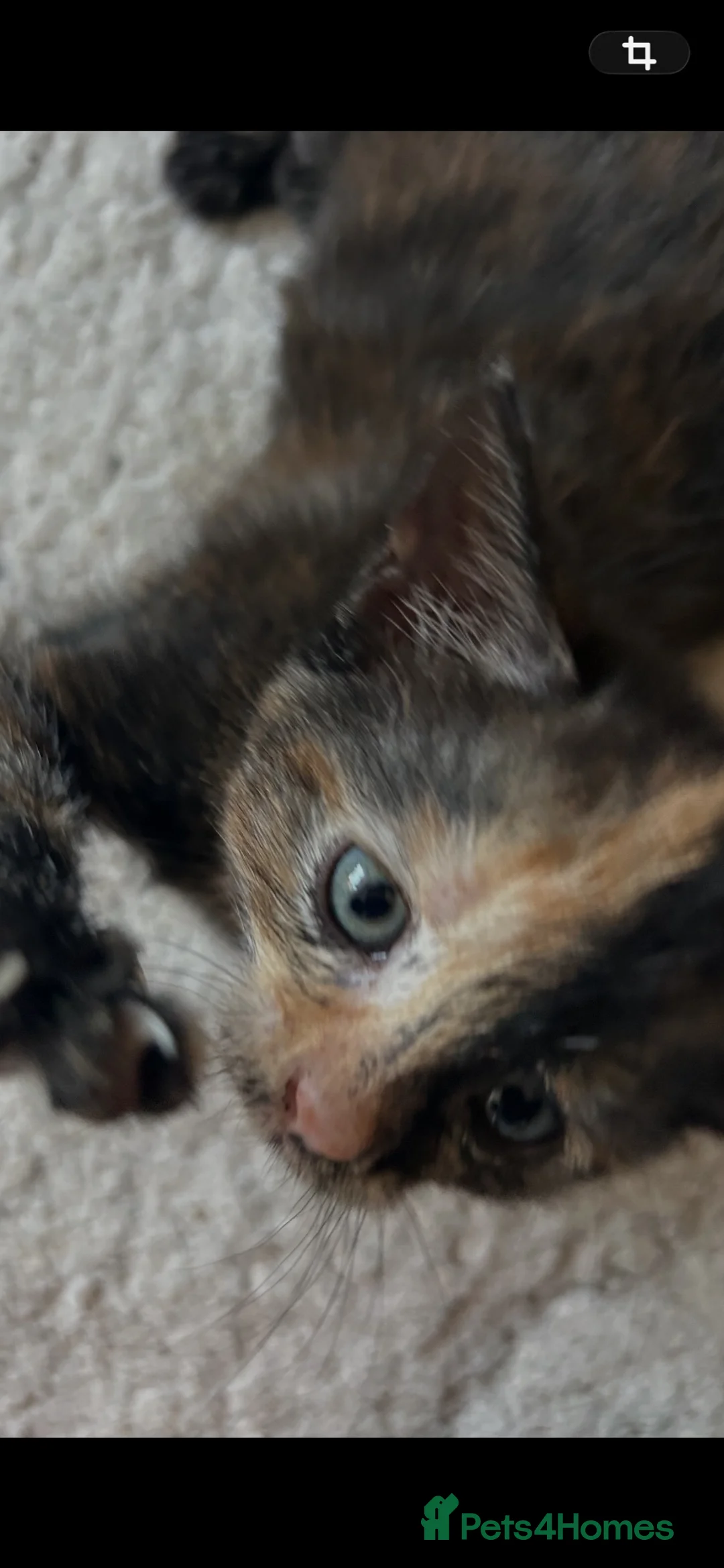 Mixed Breed cats for sale: Kittens! Beautiful babies ready for forever homes in Cheltenham - Advert 2