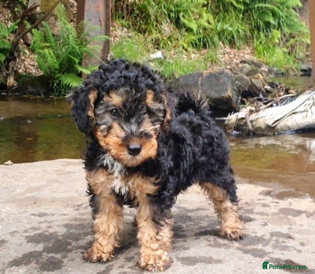 Mixed Breed dogs for sale: ABSOLUTELY STUNNING FOXYPOO PUPPIES - Image 8