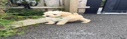 Schnoodle dogs for sale: Toy/Mini Schnoodle Puppies (Schnauzer x Poodle) - Advert 6