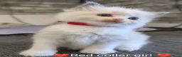 Ragdoll cats for sale: Ragdoll kittens *GCCF registered#  - Advert 1