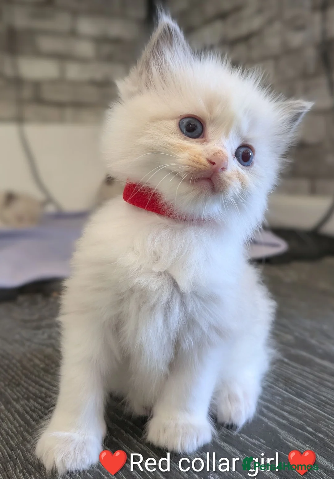 Ragdoll cats for sale: Ragdoll kittens *GCCF registered#  - Advert 1