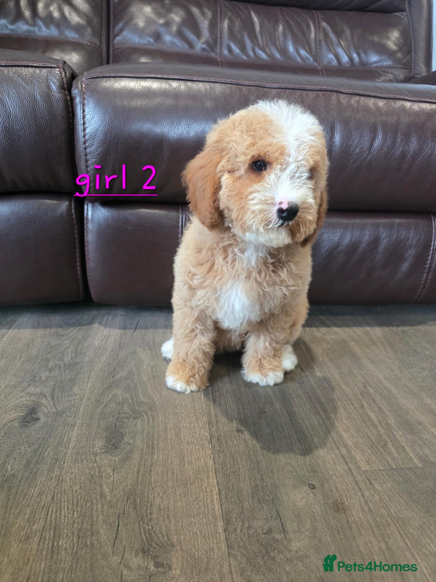 Cavapoo dogs 5 Adorable F1B Cavapoo puppies for sale 🐾🩷  - Advert 2