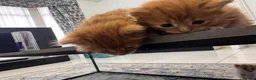 Mixed Breed cats for sale: Extreme fluffy chubby kittens  in London - Advert 31
