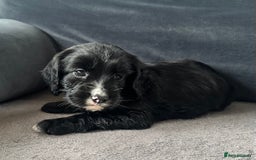 Cocker Spaniel dogs for sale: ADORABLE COCKER SPANIELS  - Image 4