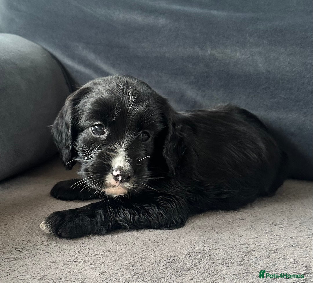 Cocker Spaniel dogs for sale: ADORABLE COCKER SPANIELS  - Image 4