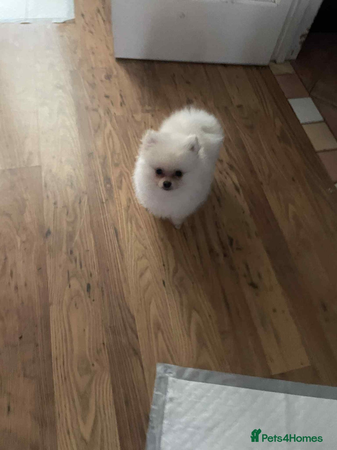 Pomeranian dogs for sale: ❤️Beautiful Pomeranian puppies❤️ - Advert 39