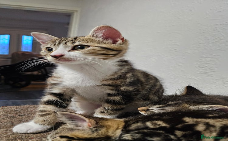 Mixed Breed cats - Advert 3