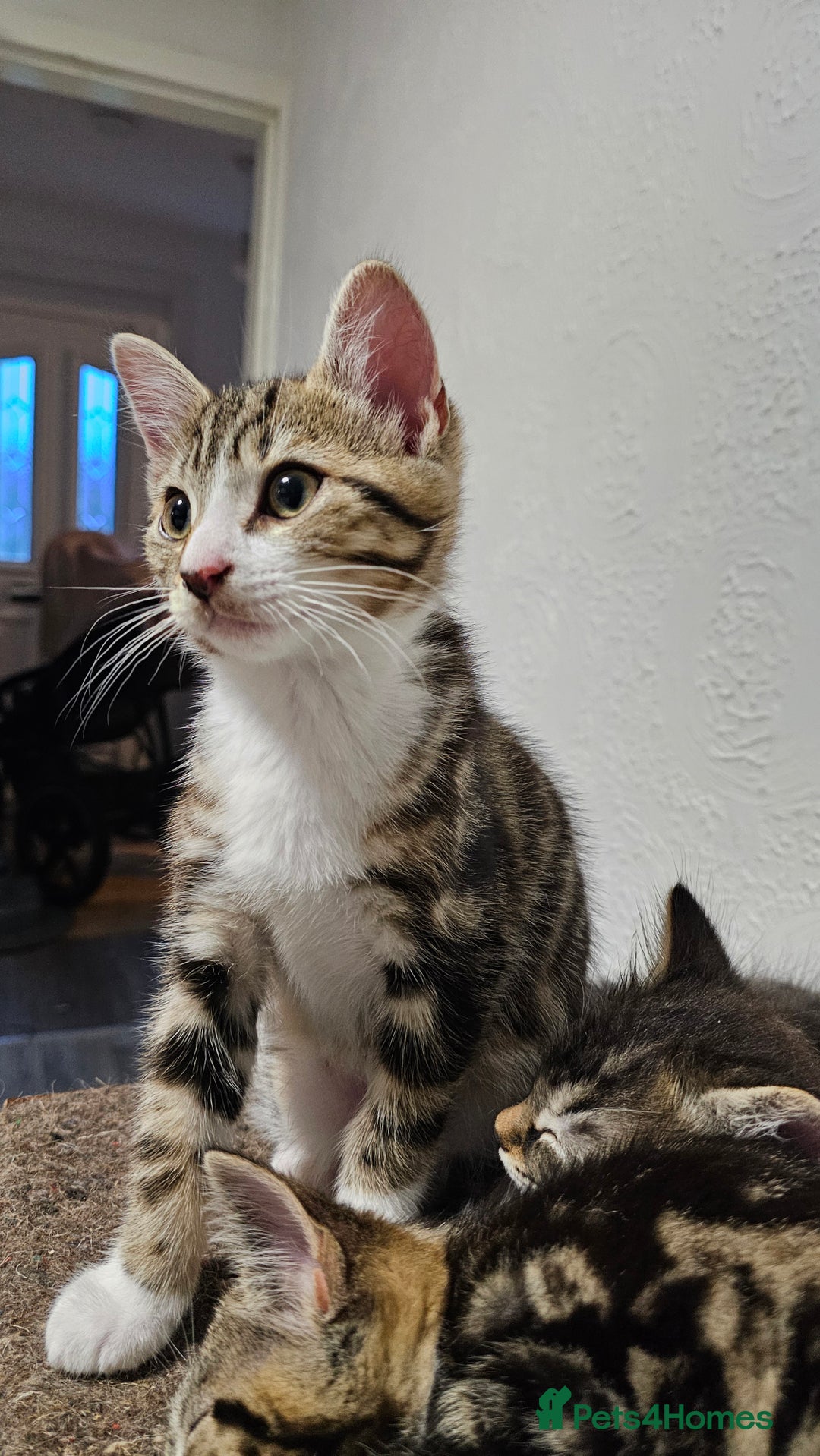Mixed Breed cats for sale: Stunning maine coon cross kittens - Image 1