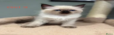 Ragdoll 3