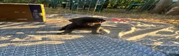 Labrador Retriever dogs for sale: Black KC Lab puppies - Advert 23
