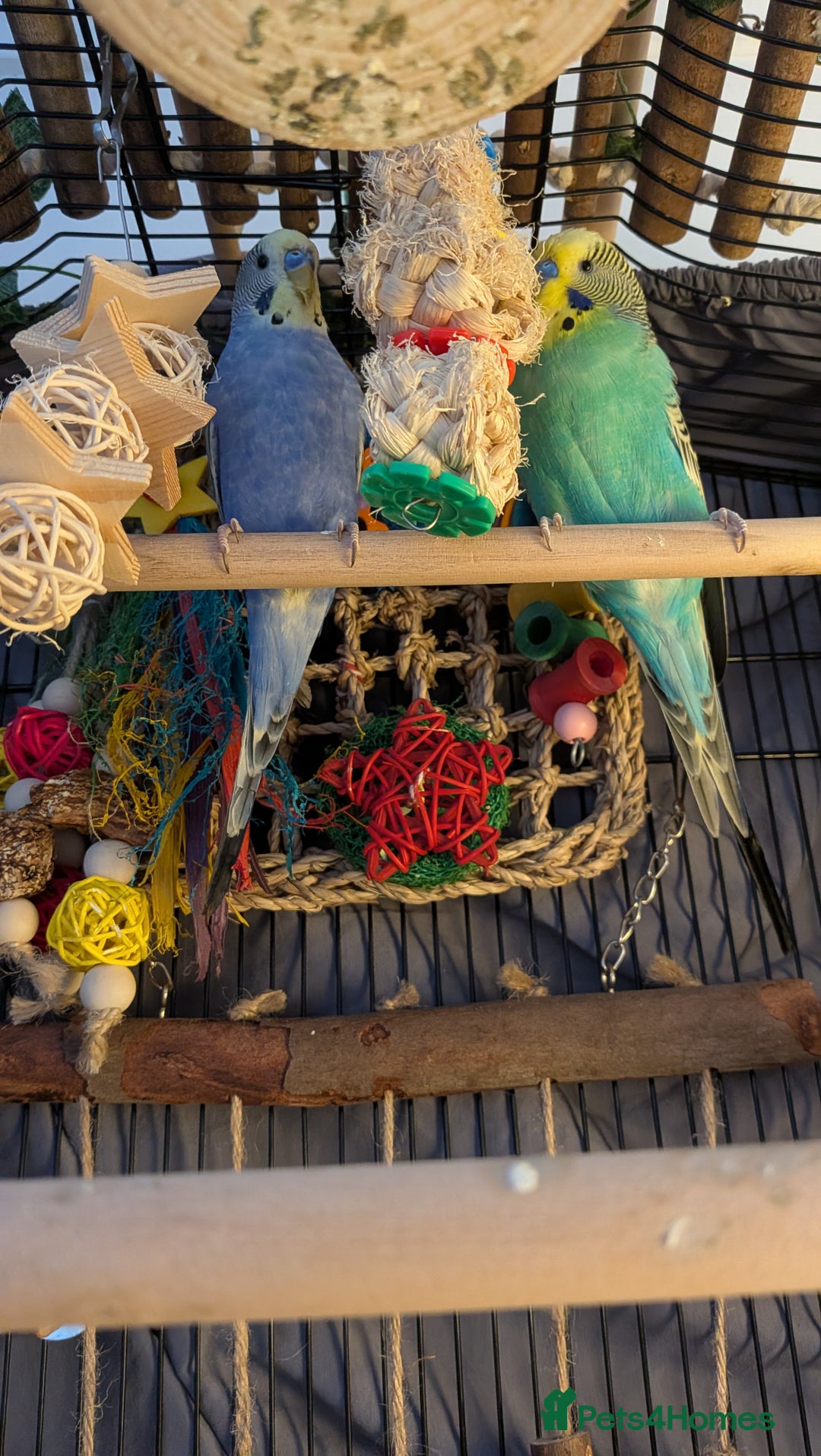 Budgerigars birds for sale: 2 male budgies need a new home - Advert 2