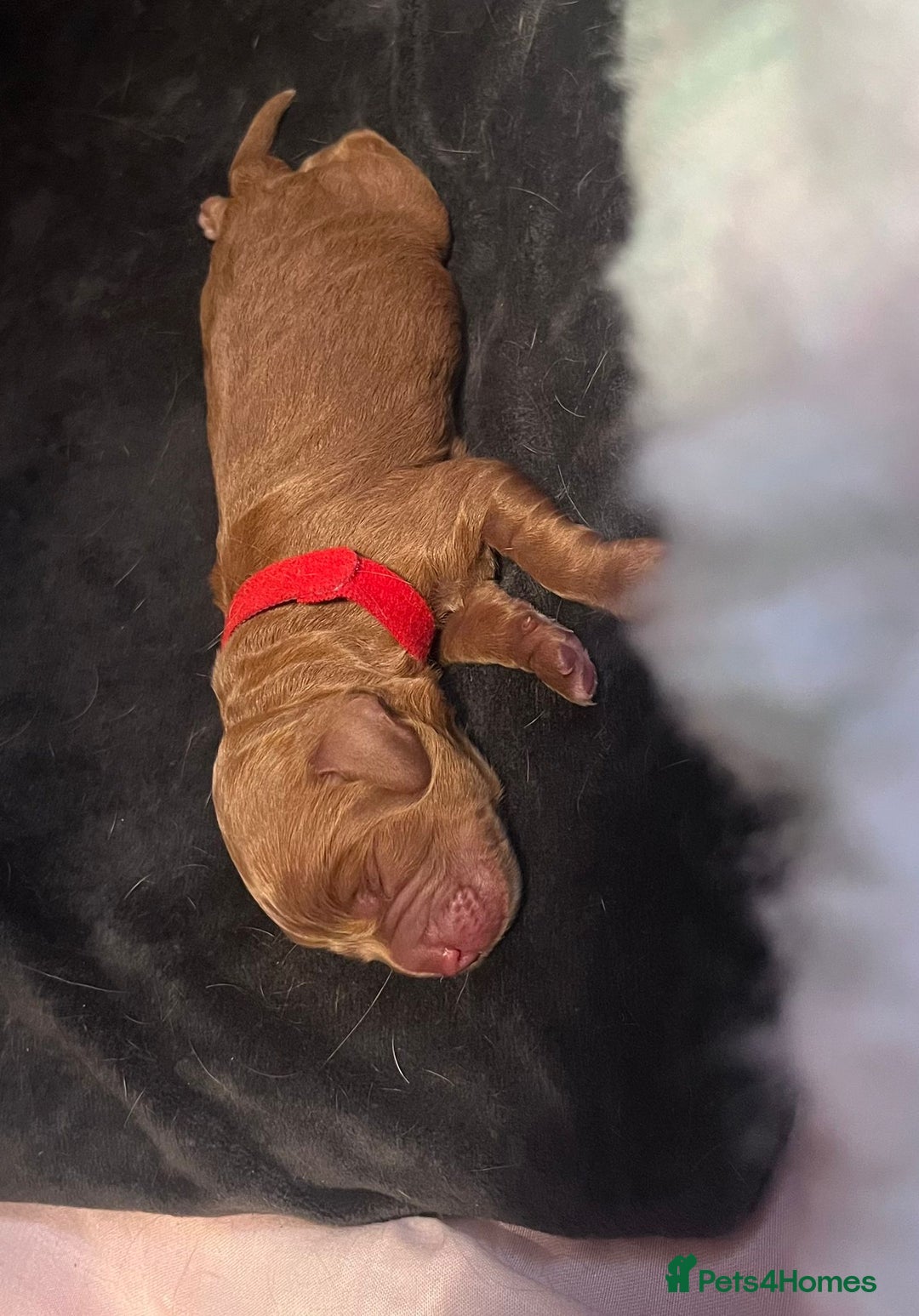 Cockapoo dogs for sale: STUNNING FOX RED WITH WHITE MARKINGS HEALTH TESTED - Image 4