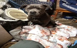 Cane Corso dogs for sale: 2 year old cane corso - Image 1