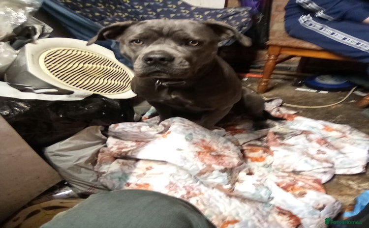 Cane Corso dogs - Advert 10
