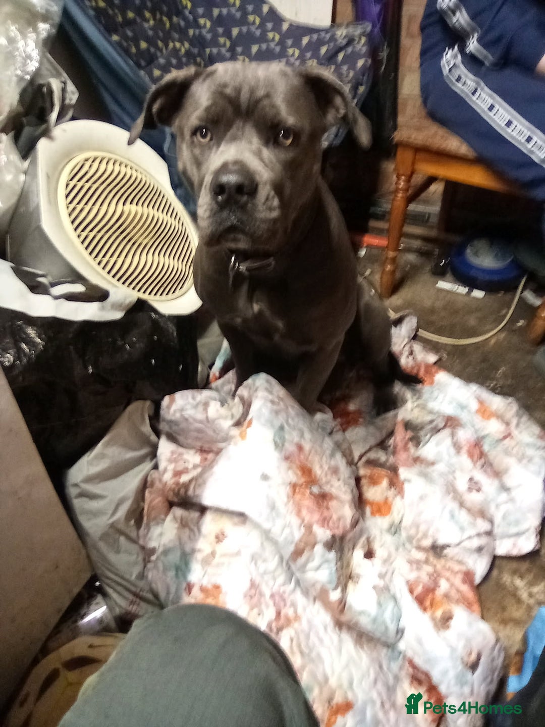 Cane Corso dogs for sale: 2 year old cane corso - Image 1