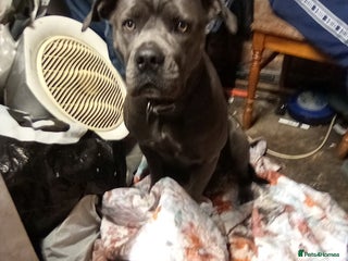 Cane Corso dogs - Advert 10