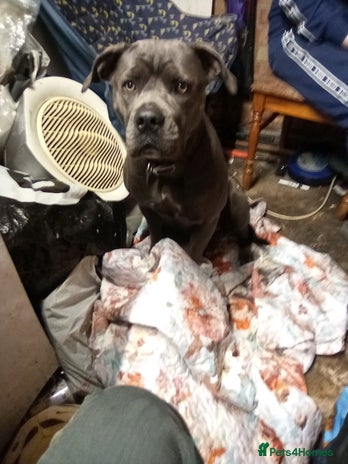 Cane Corso dogs - Advert 1