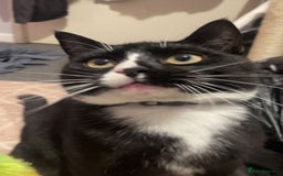 Mixed Breed cats for sale: Otis male cat - Image 2