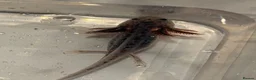 Axolotl reptiles for sale: 12 Axolotls ready to go 3 months old  - Advert 7