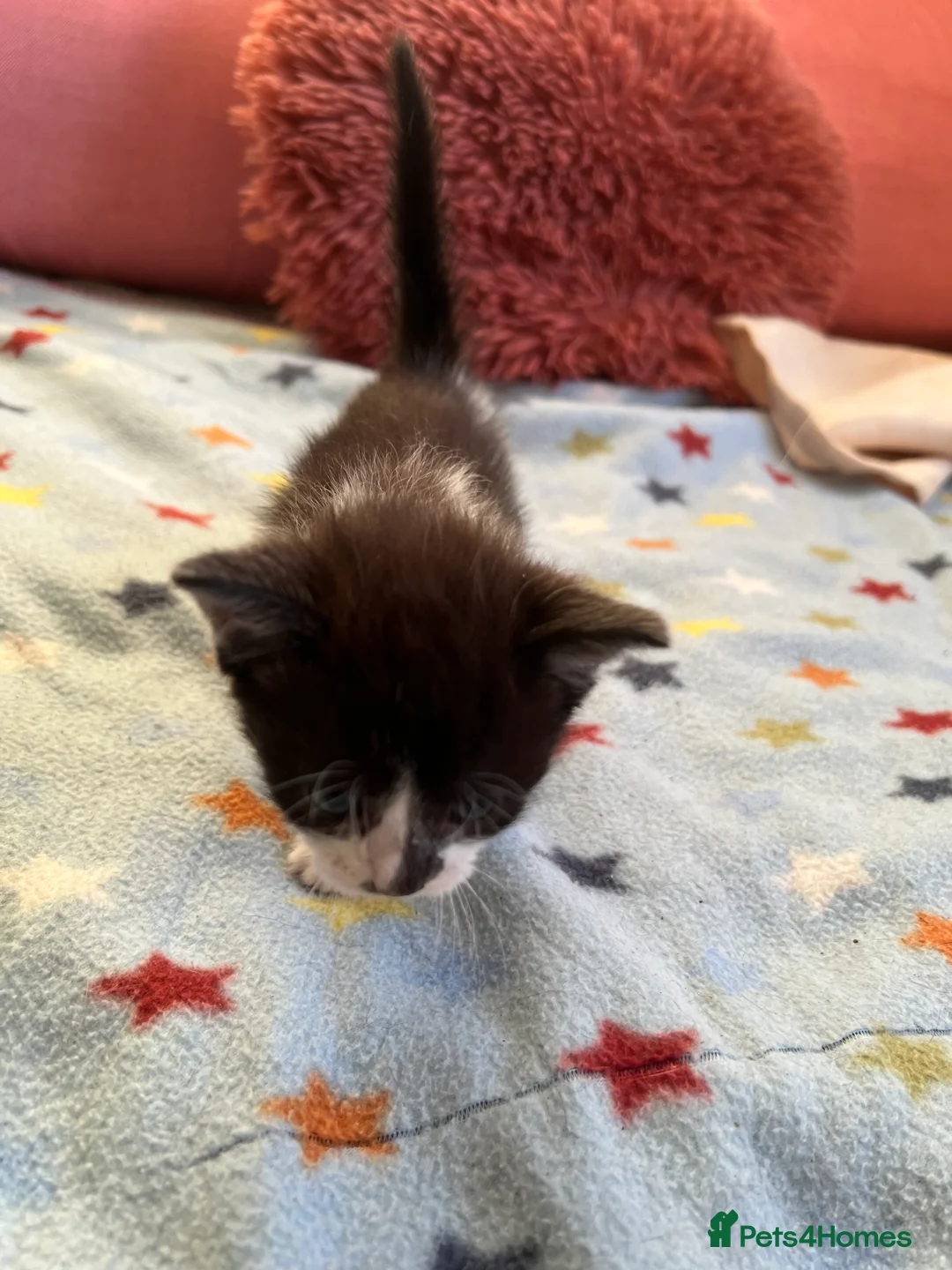 Mixed Breed cats for sale: Kitten looking for a house - Advert 2