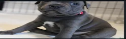 Staffordshire Bull Terrier dogs for sale: Home Well Socialized Staffy Puppies in Reading - Advert 12