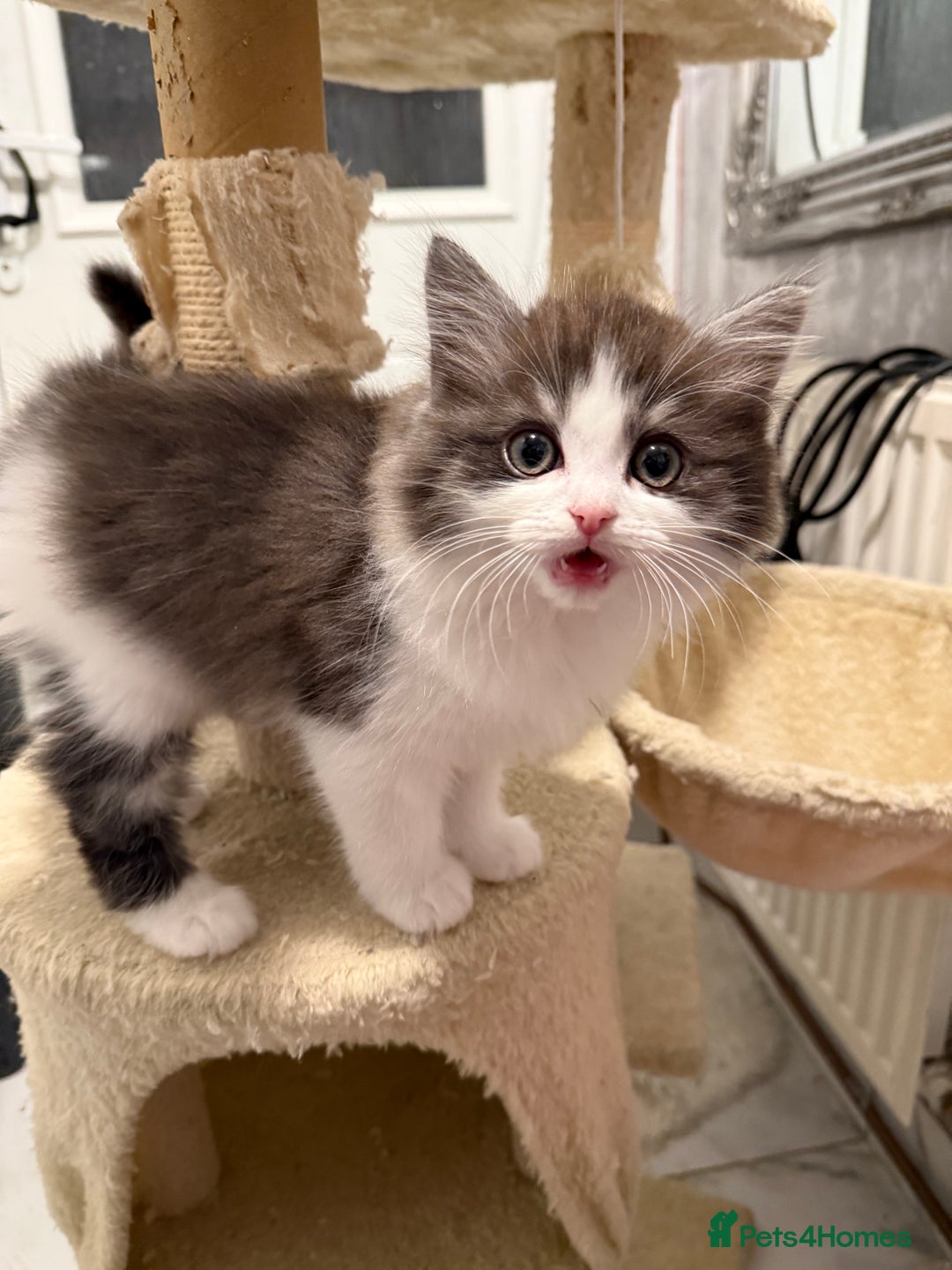 Persian cats for sale: ragdoll x persian kitties  - Advert 6