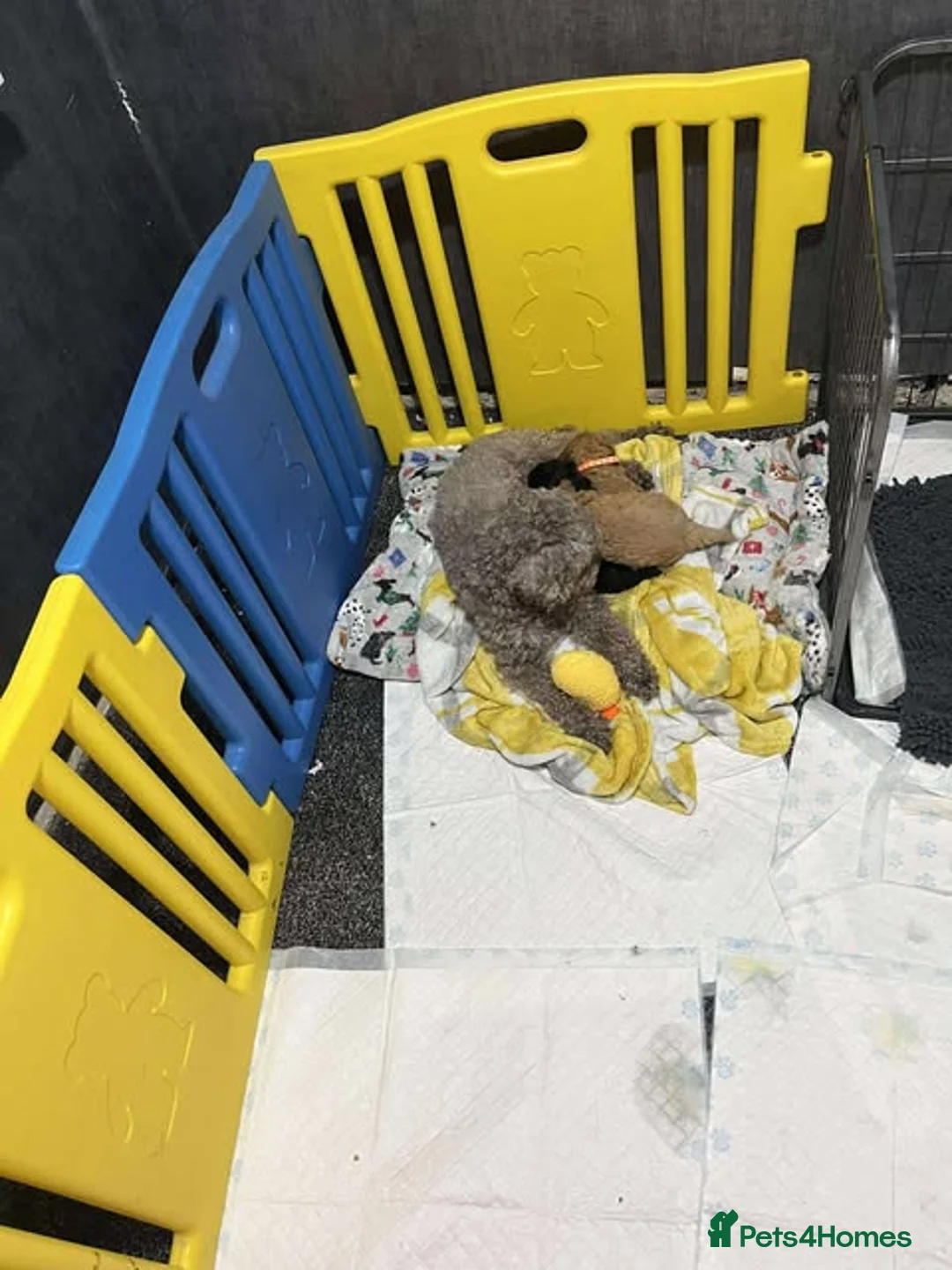 Miniature Poodle dogs for sale: Miniature Poodles!!! with 400 Health Tests!!! - Advert 26