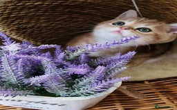 British Shorthair cats for sale: NY12 TICA GOLDEN BRITISH SHORTHAIR KITTENS  - Image 5