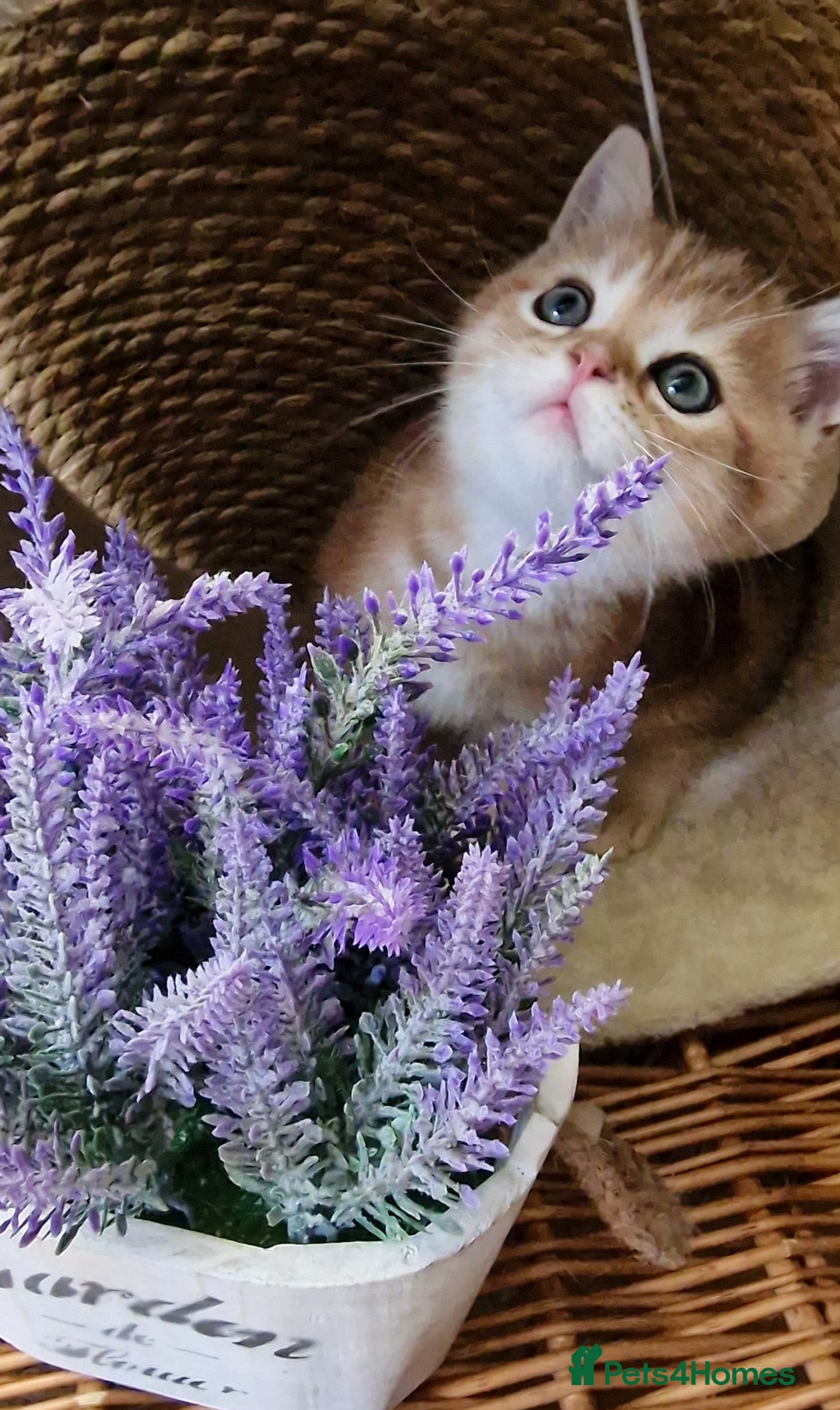British Shorthair cats for sale: NY12 TICA GOLDEN BRITISH SHORTHAIR KITTENS  - Image 5
