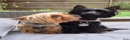Yorkshire Terrier dogs for sale: Gorgeous Lilliputian Yorkies available  - Advert 13