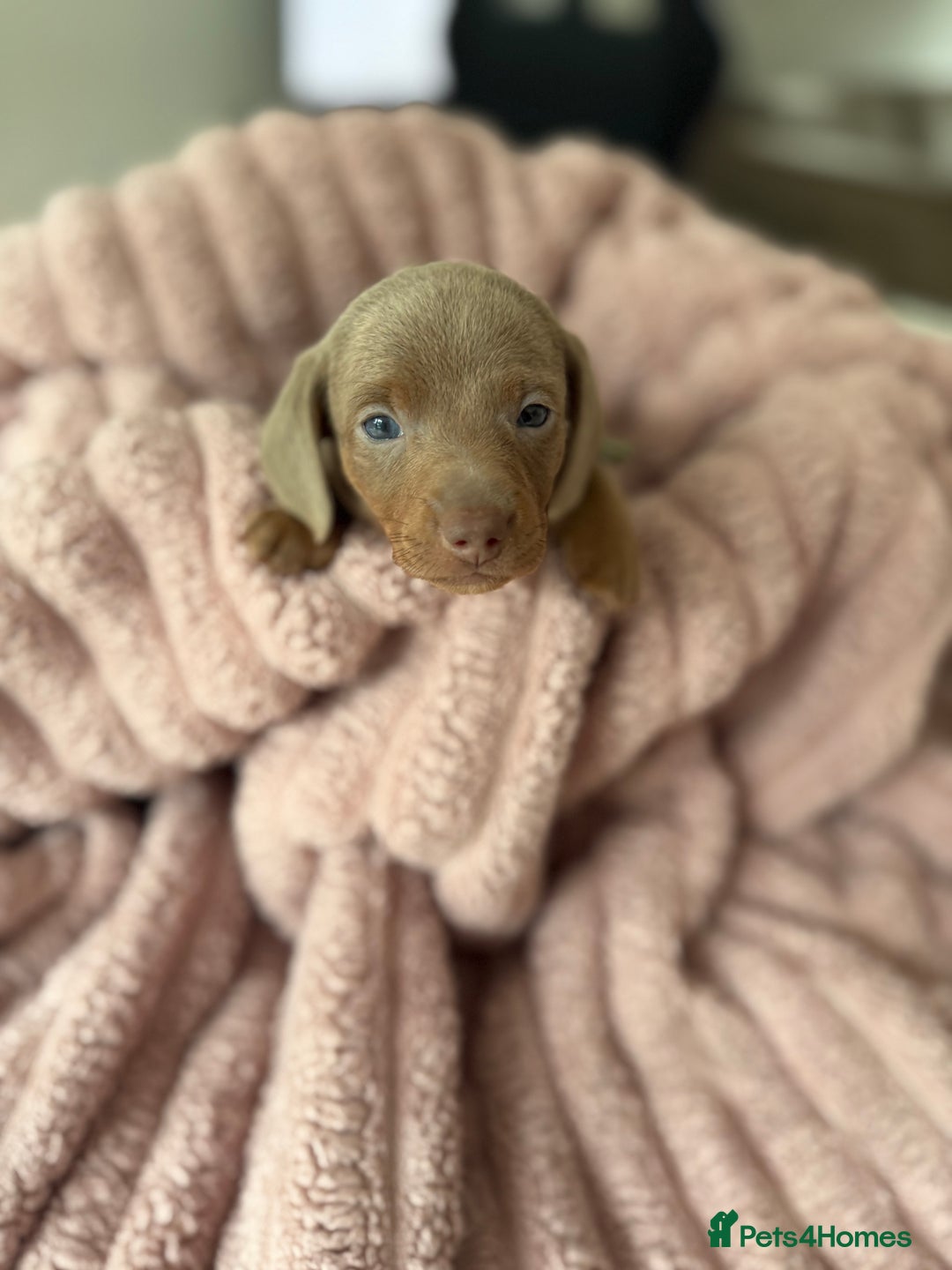 Dachshund dogs for sale: Short hair Miniature Dachshund puppies  - Image 2