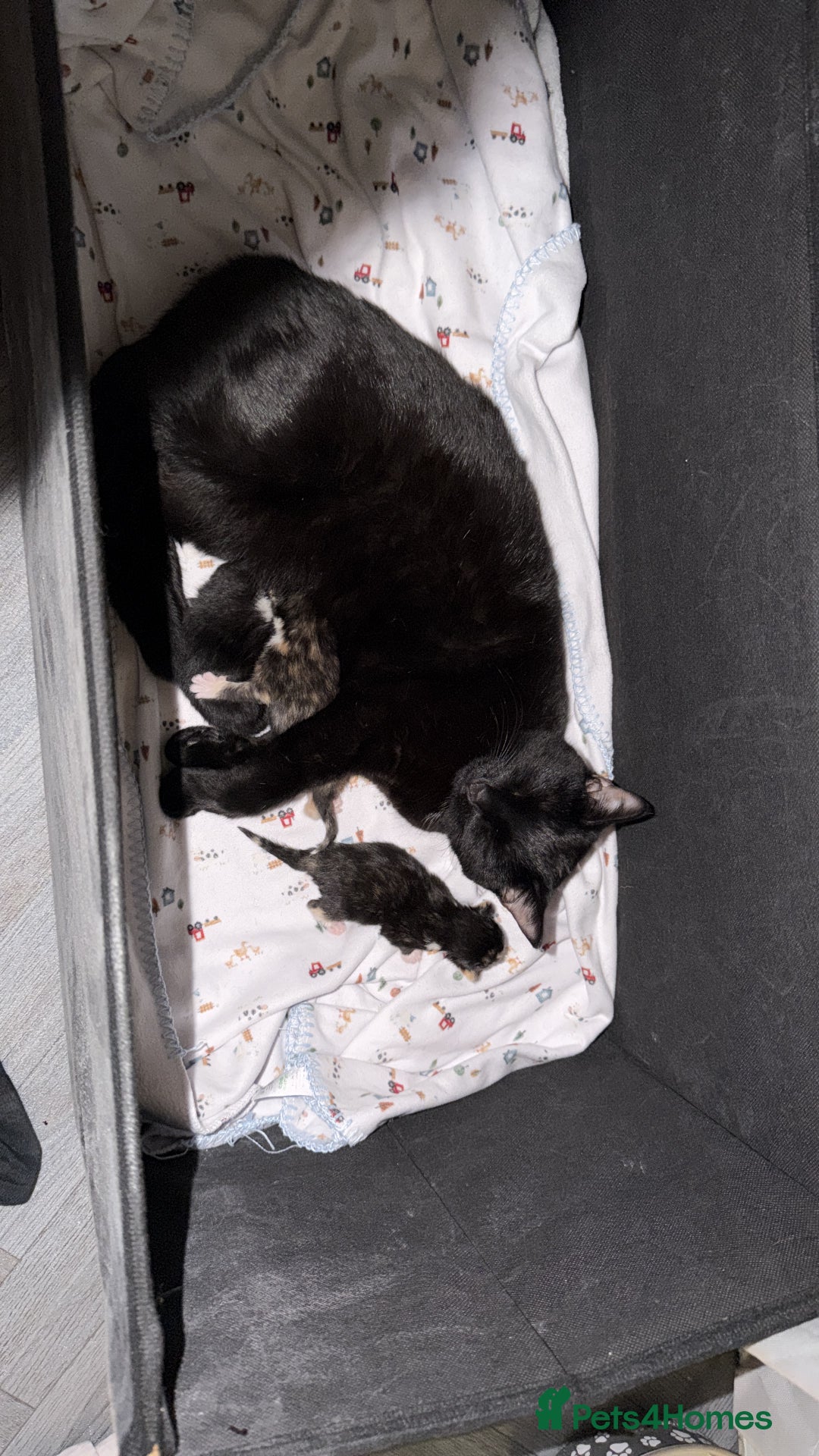 Bombay cats for sale: 1 black boy available  - Advert 3