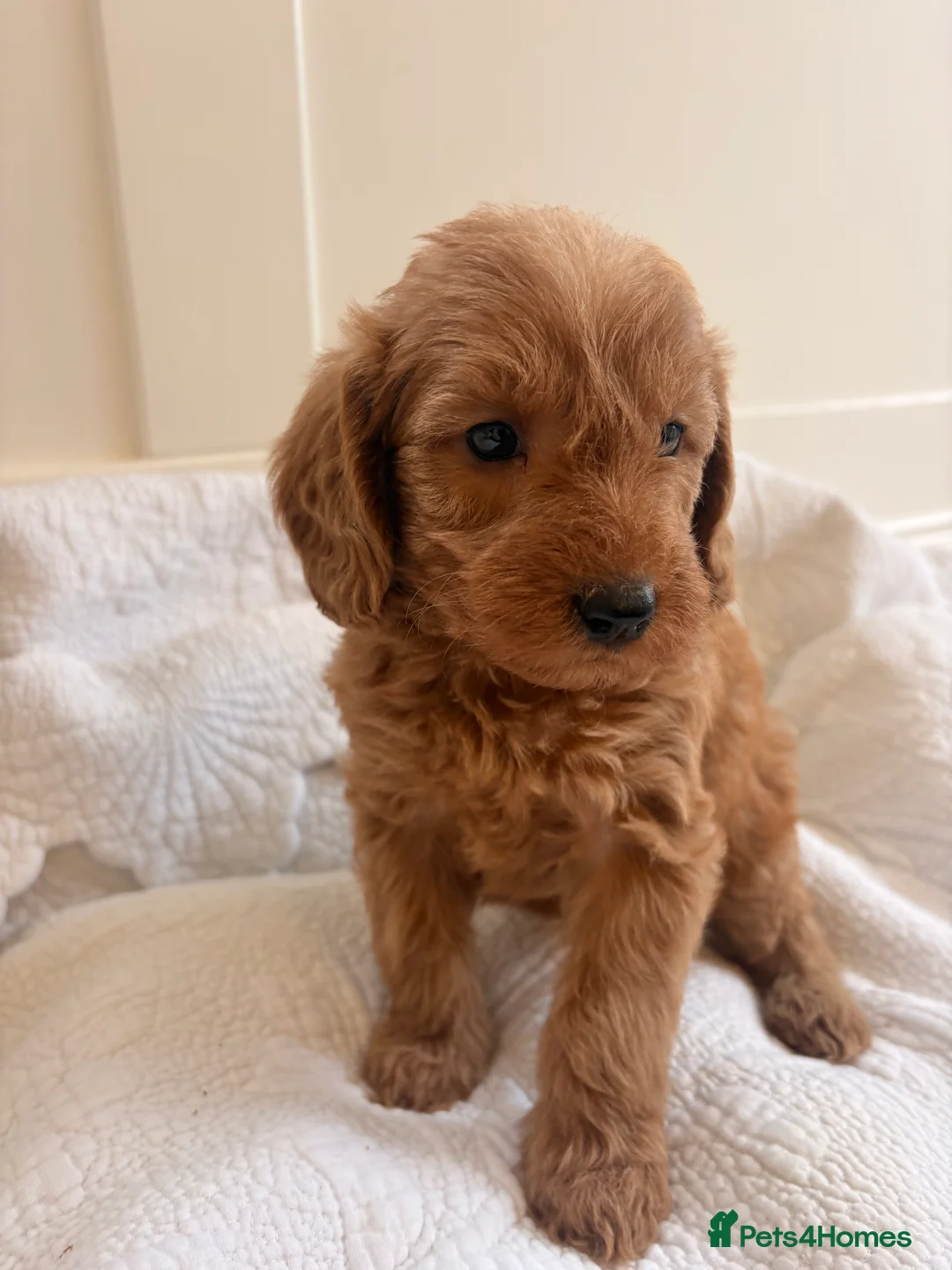 Labradoodle dogs for sale: LICENSED BREEDER QUALITY MINI LABRADOODLES - Advert 12