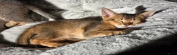 Abyssinian cats for sale: Stunning Kittens – Not to Miss - Advert 17