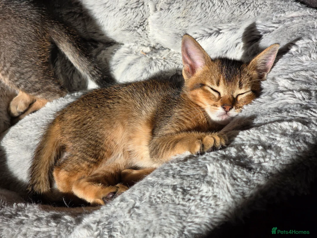 Abyssinian cats for sale: Stunning Kittens – Not to Miss - Advert 17