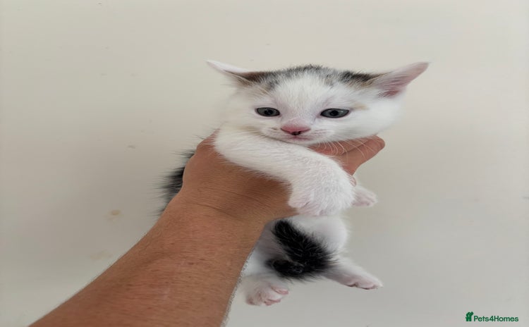 Mixed Breed cats - Advert 12