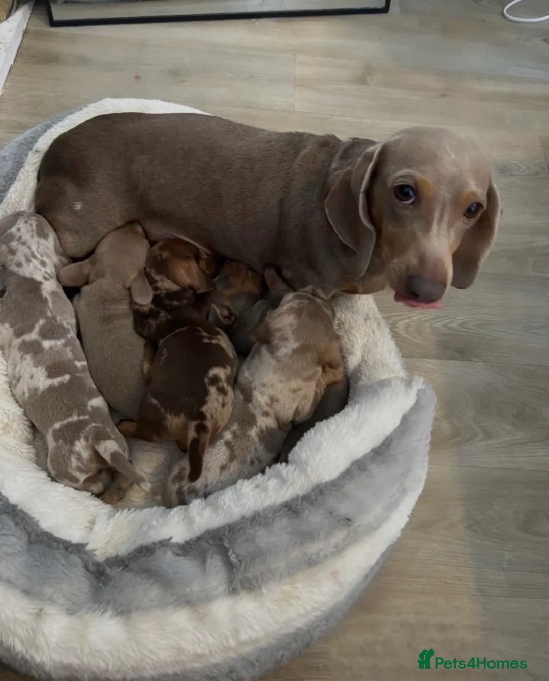 Miniature Dachshund dogs for sale: Kc registered miniature dachshunds❤️ - Advert 5