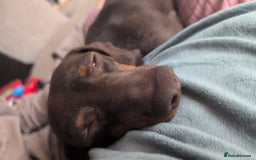 Miniature Dachshund dogs for sale: Female dachshund 2 years old  - Image 3