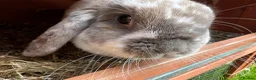 Mini Lop rabbits for sale: Rehoming Marni  - Advert 3