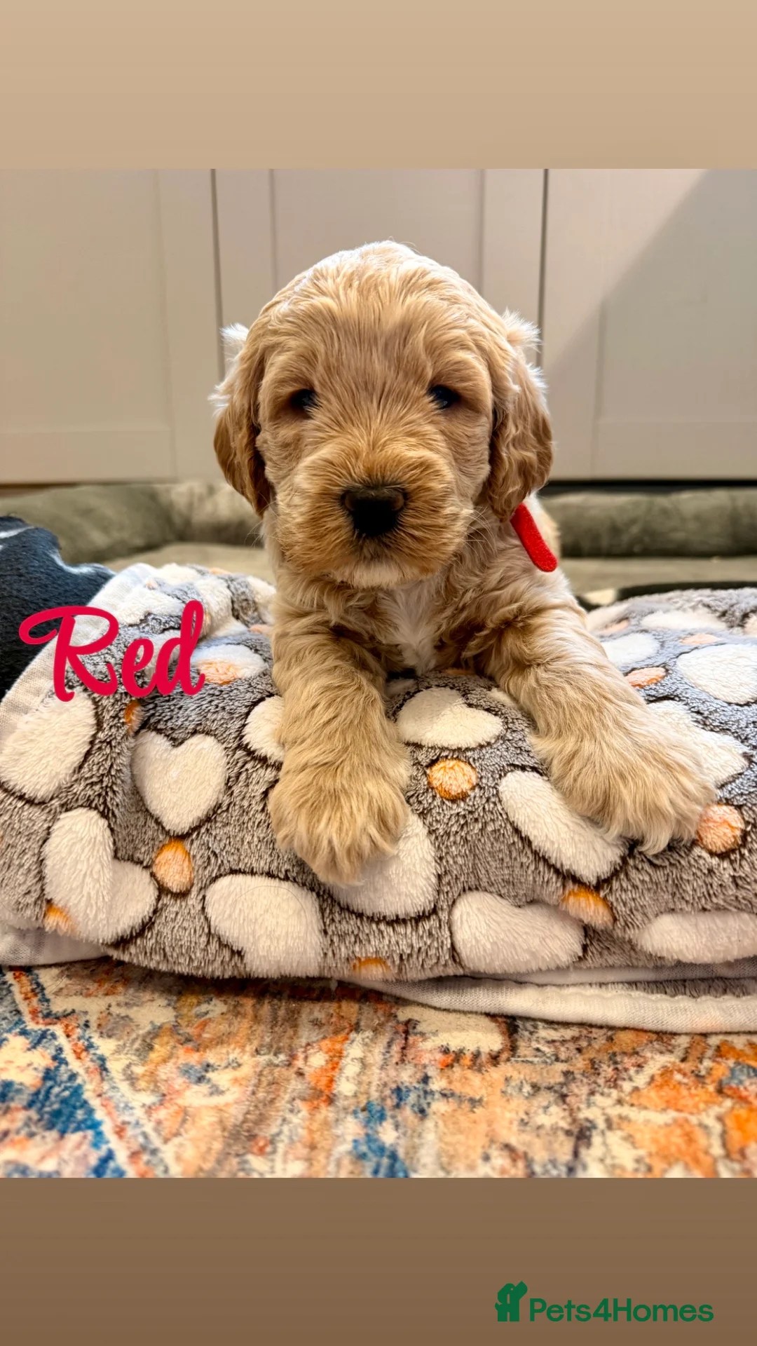 Labradoodle dogs for sale: Beautiful Labradoodle Puppies Available 🐾 - Advert 17
