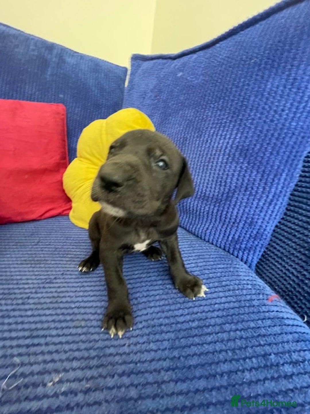 Great Dane dogs for sale: KC registered Great Danes  blues & black - Image 7