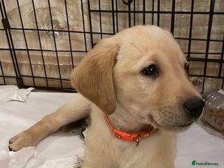 Goldador dogs x2 Goldador boys - Advert 17