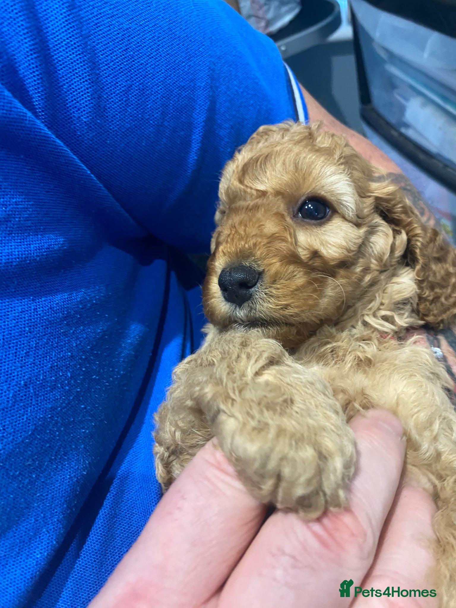 Cockapoo dogs REDUCED Last Cockapoo Puppy (Toy-Miniature) - Advert 1