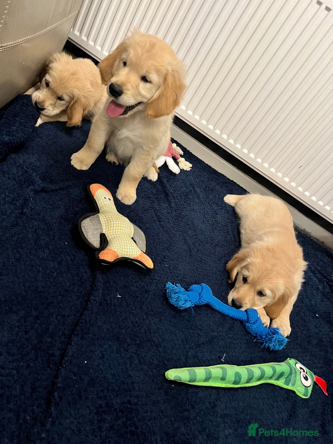 Golden Retriever dogs for sale: Golden retriever puppies - Advert 7