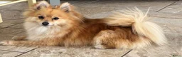 Pomapoo dogs for sale: *Waiting list Open * Summer 2026 Pomapoo  in Lichfield - Advert 3