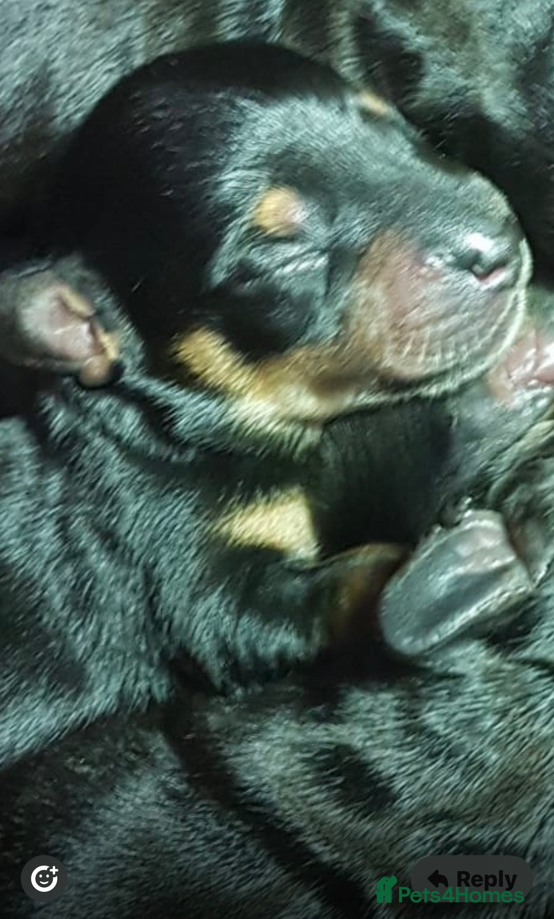 Miniature Dachshund dogs for stud: KC Reg Black/cream,proven,gorgeous boy stud only  - Advert 22