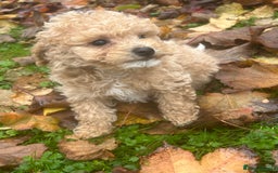 Poochon dogs for sale: Beautiful F1 Poochons - Image 11
